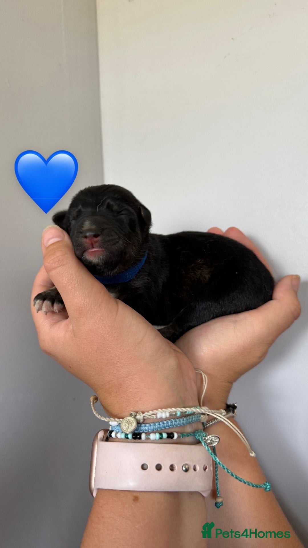 German Shepherd dogs for sale: Stunning German Shepherd/Utonagan Puppies  - Image 13