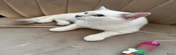 British Shorthair cats for sale: Gorgeous white British shorthair kittens 🐾 - Advert 6