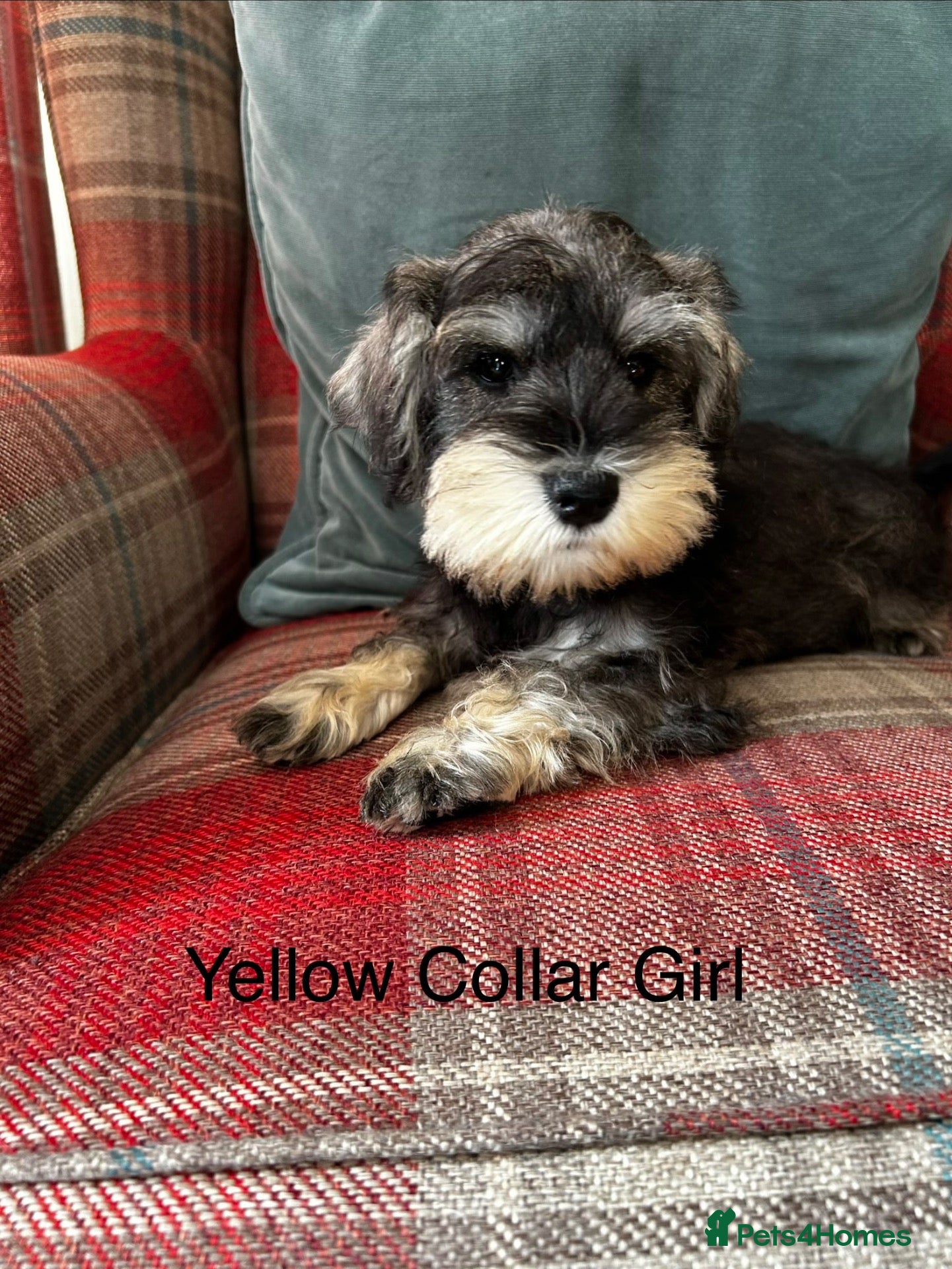 Miniature Schnauzer dogs KC registered, health tested, puppies ready now!  - Advert 2