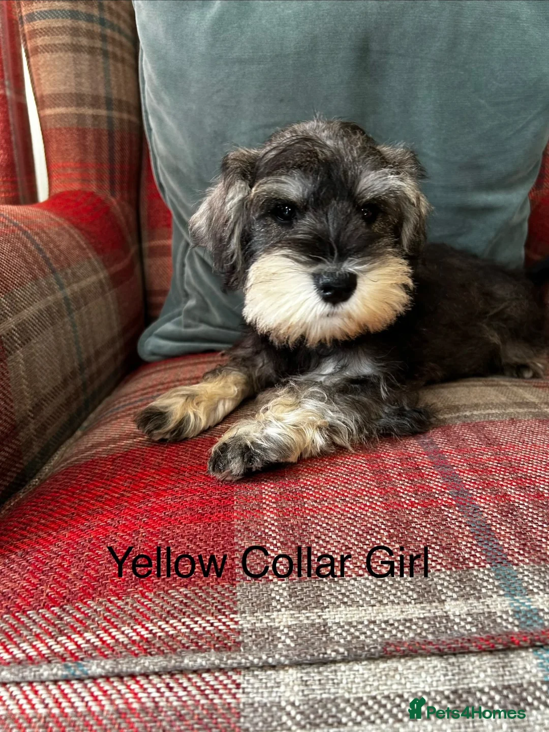 Miniature Schnauzer dogs for sale: KC registered, health tested, puppies ready now!  - Advert 2