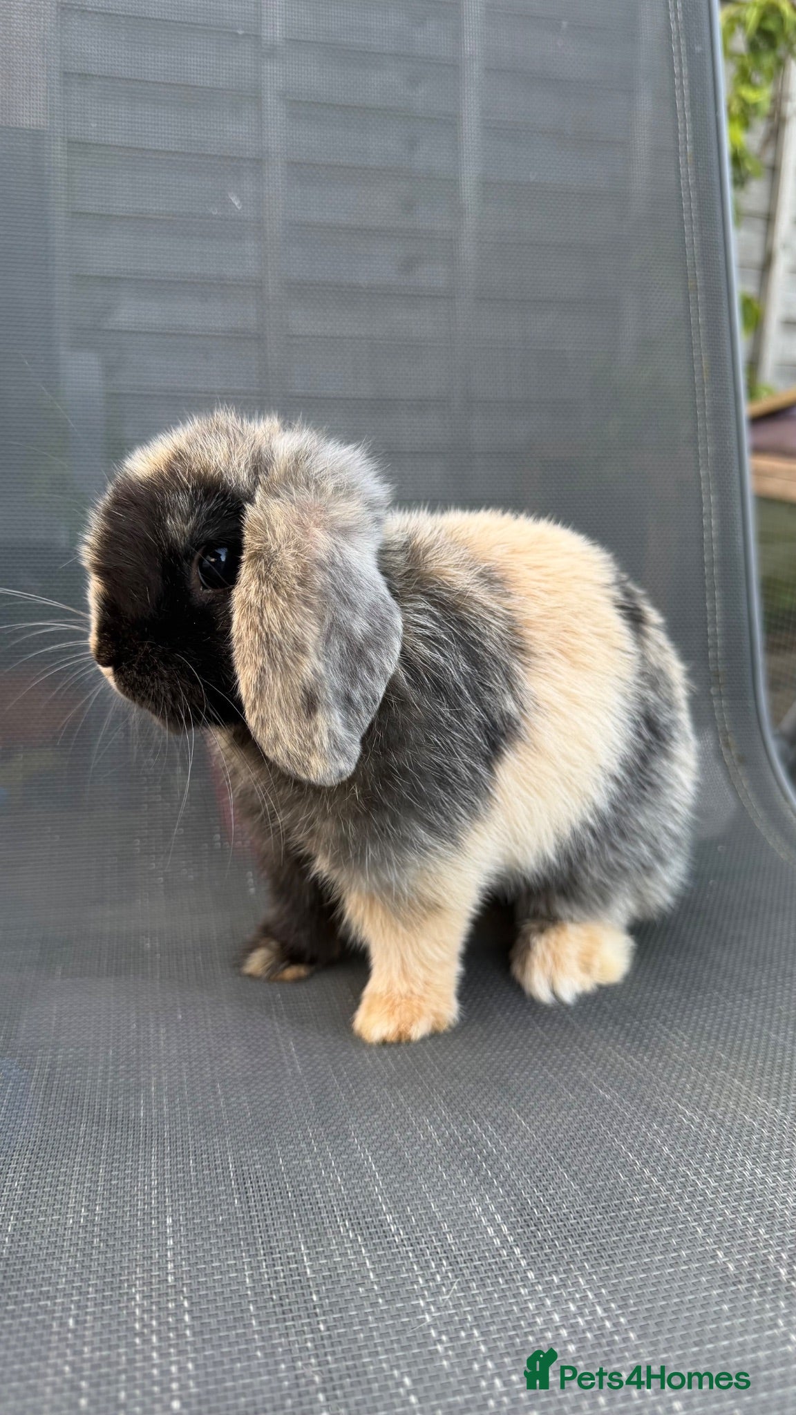 Mini Lop rabbits Pedigree Mini Lop Buck – Black Harlequin  - Advert 1