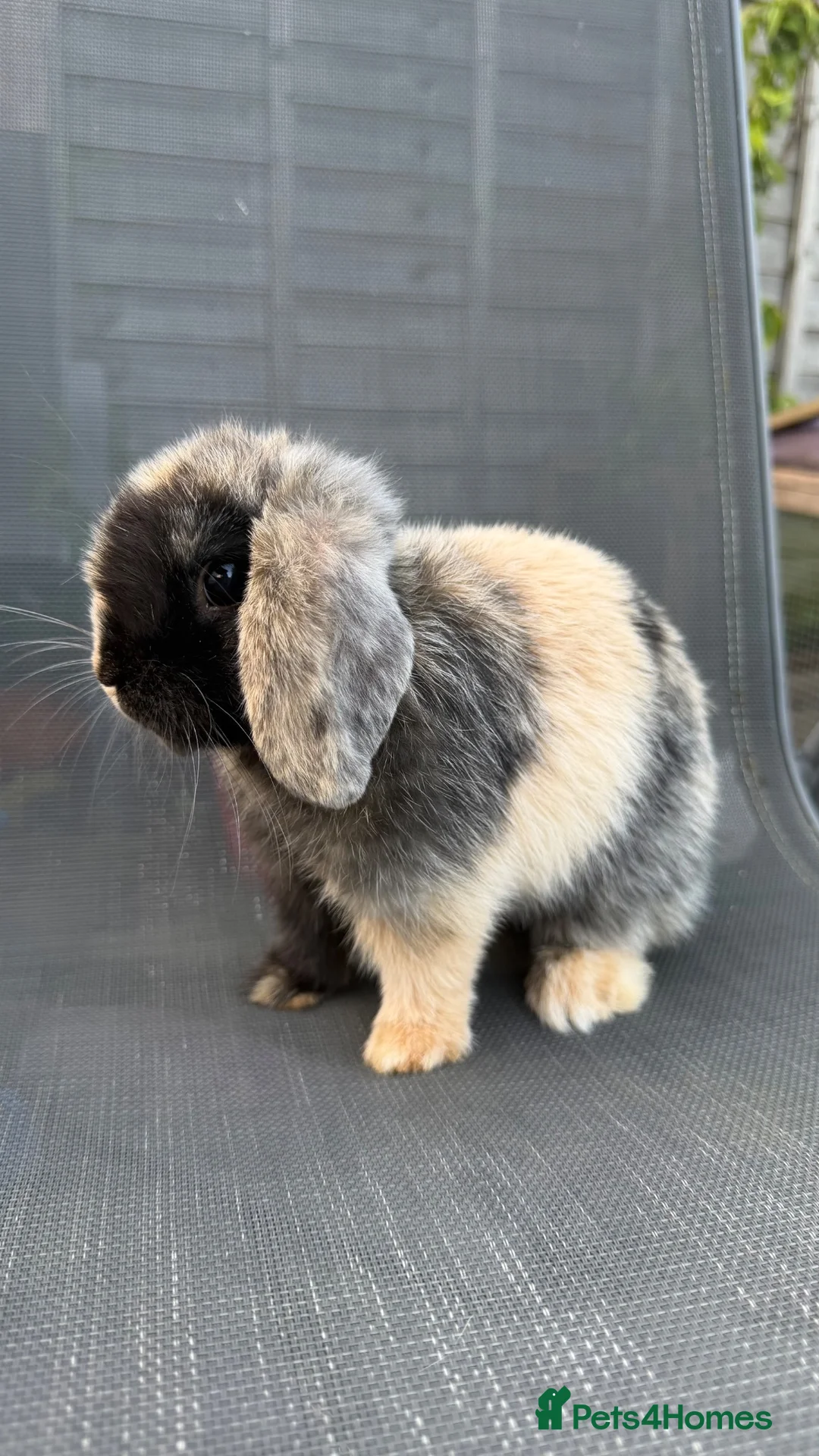 Mini Lop rabbits for sale: Pedigree Mini Lop Buck – Black Harlequin  in Wotton-under-Edge - Advert 1