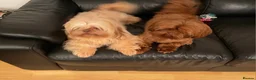 Shih Tzu dogs for sale: KC Registered Chocolate Imperial Shih Tzu Puppies - Advert 5