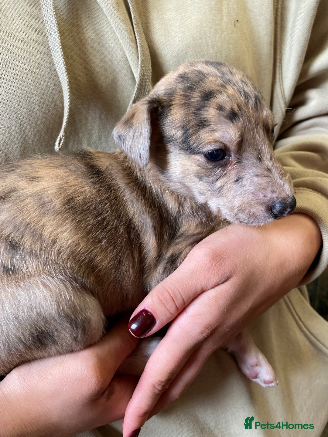 Mixed Breed dogs for sale: Deerhound greyhound collie puppies  - Image 22