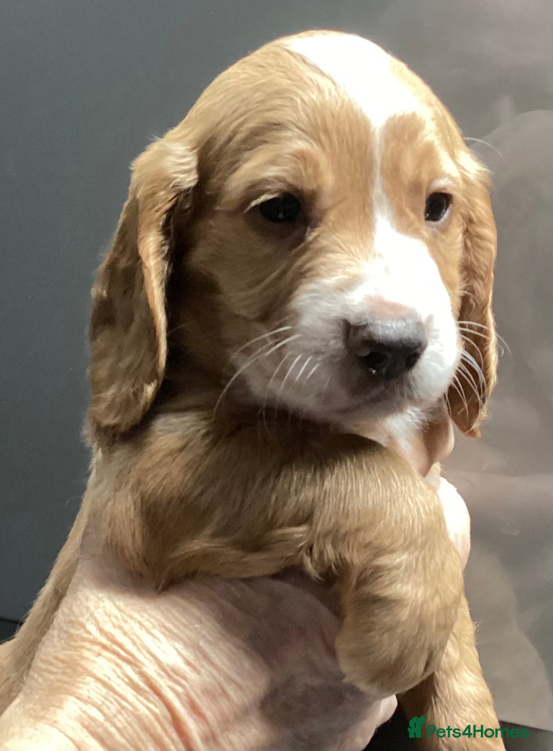 Cocker Spaniel dogs for sale: Cocker Spaniel pups, KC reg, health tested parents - Advert 10