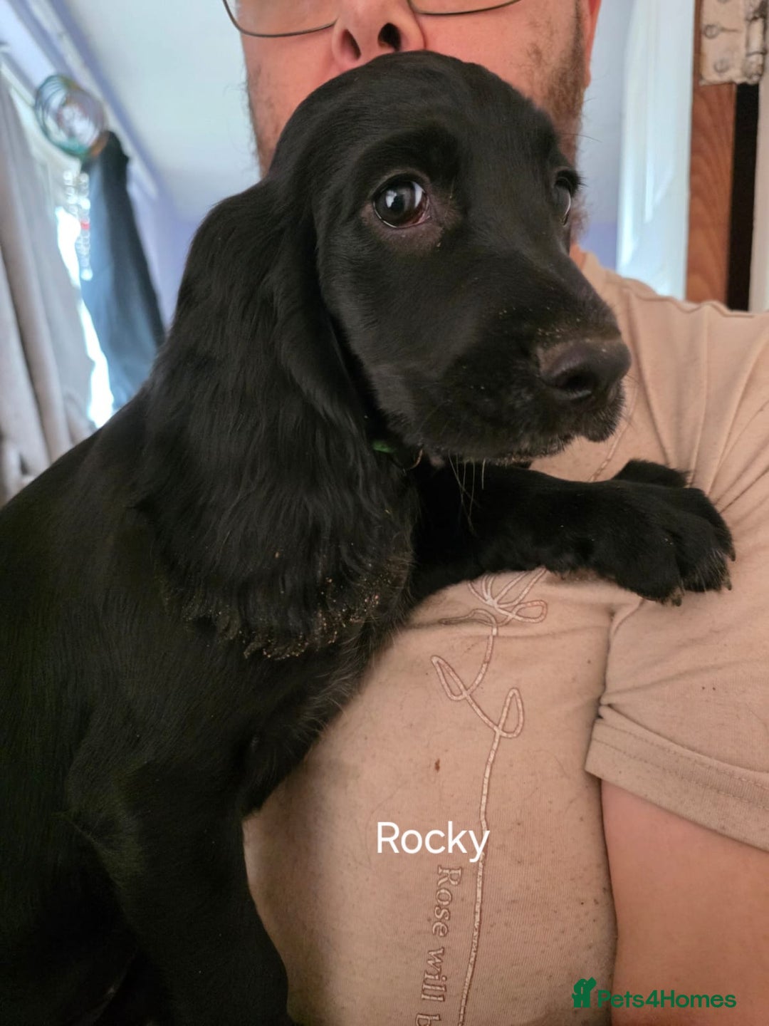 Cocker Spaniel dogs for sale: Cocker spaniel pups - Image 5