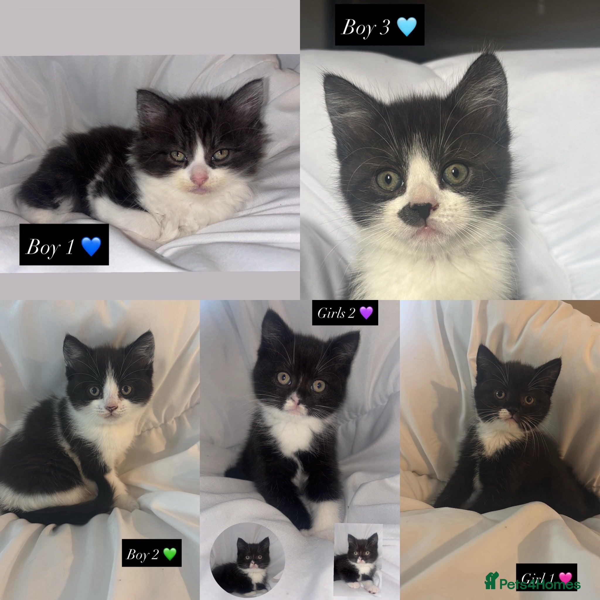 Mixed Breed cats Five friendly adorable kittens - Advert 1