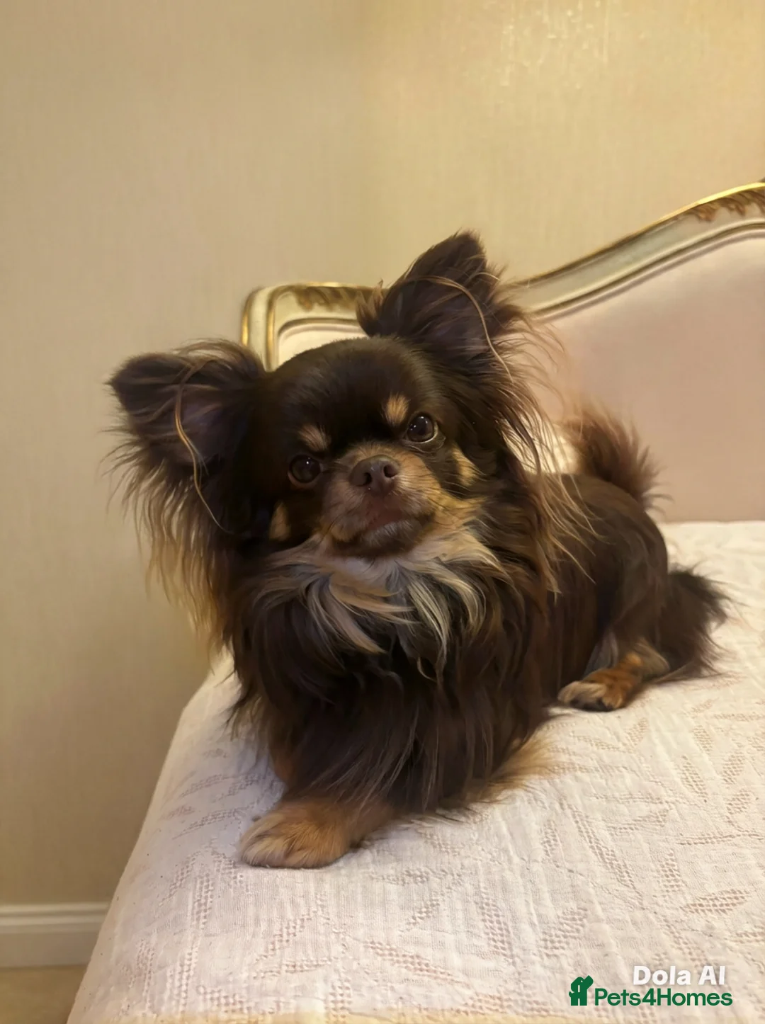 Chihuahua dogs for stud: Handsome chocolate/tan longhair Chihuahua for stud in Manchester - Advert 2