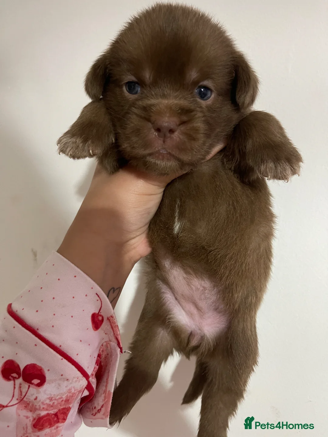 Mixed Breed dogs for sale: Stunning American bulldogs  - Advert 2