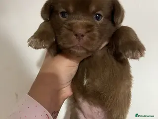 Mixed Breed dogs Stunning American bulldogs - Advert 21