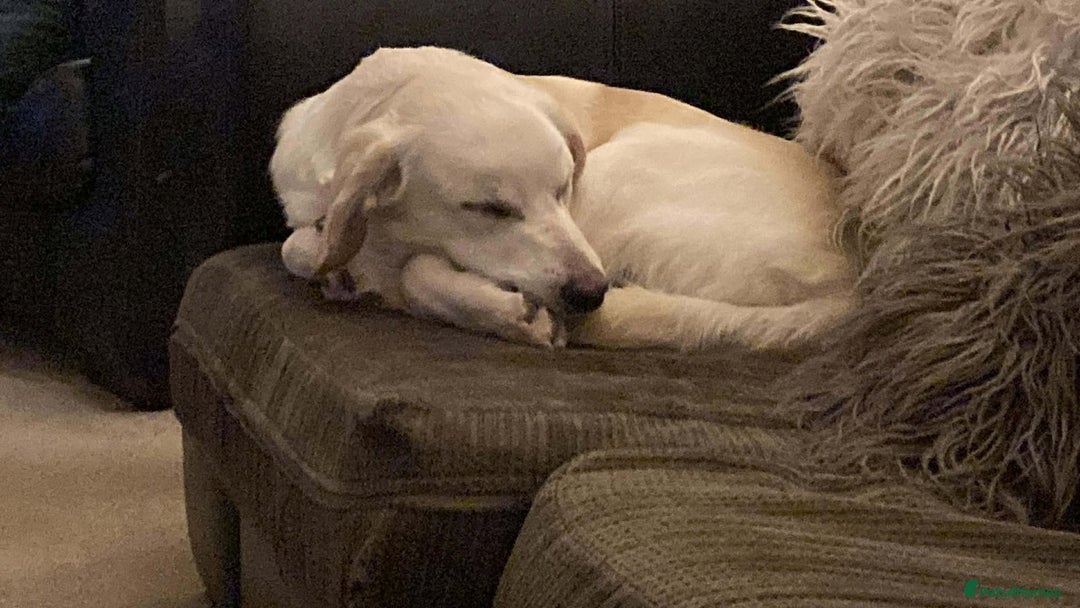 Mixed Breed dogs for adoption: REX   - Advert 4