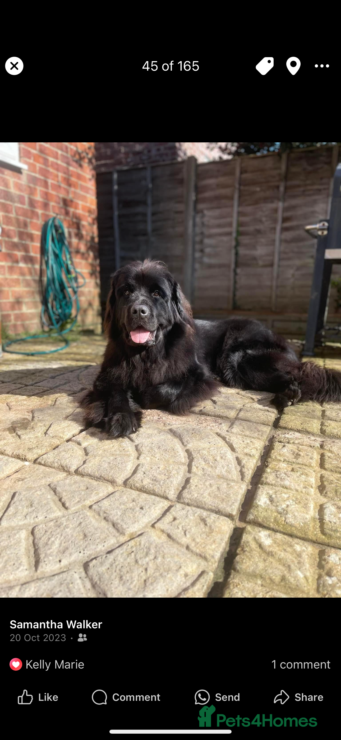 Newfoundland dogs Newfoundland puppies  - Advert 16