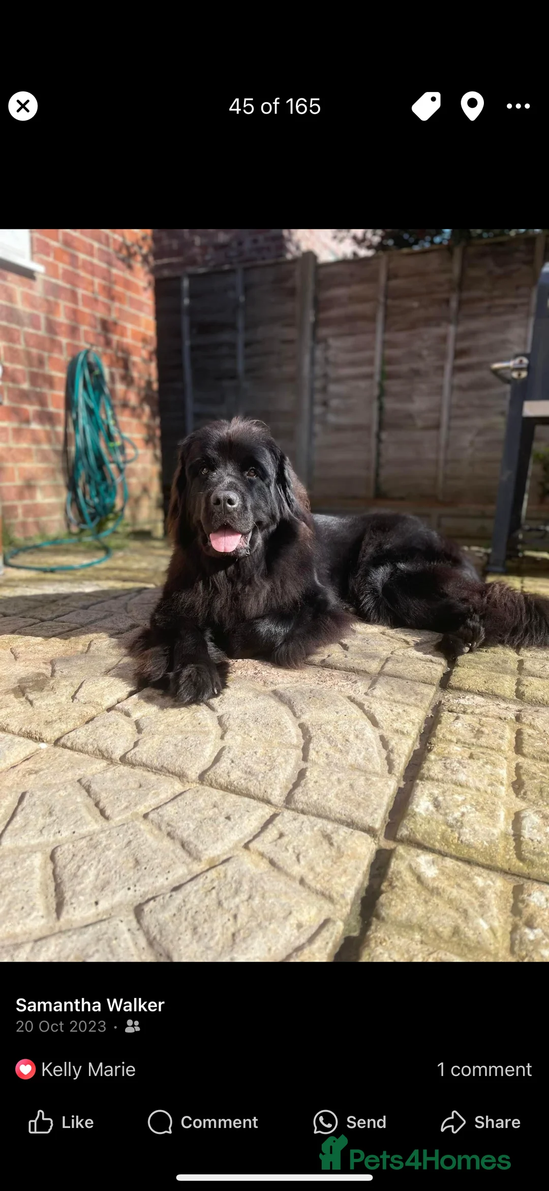 Newfoundland dogs for sale: Newfoundland puppies  - Advert 1