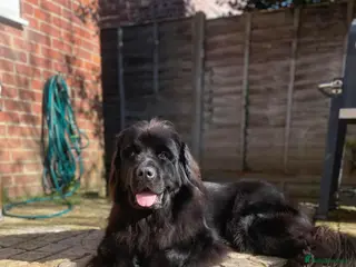 Newfoundland dogs Newfoundland puppies - Advert 16