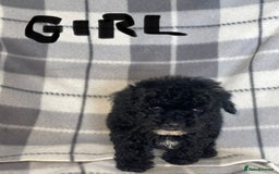 Toy Poodle dogs for sale: KC registered toy poodle puppies - Image 3