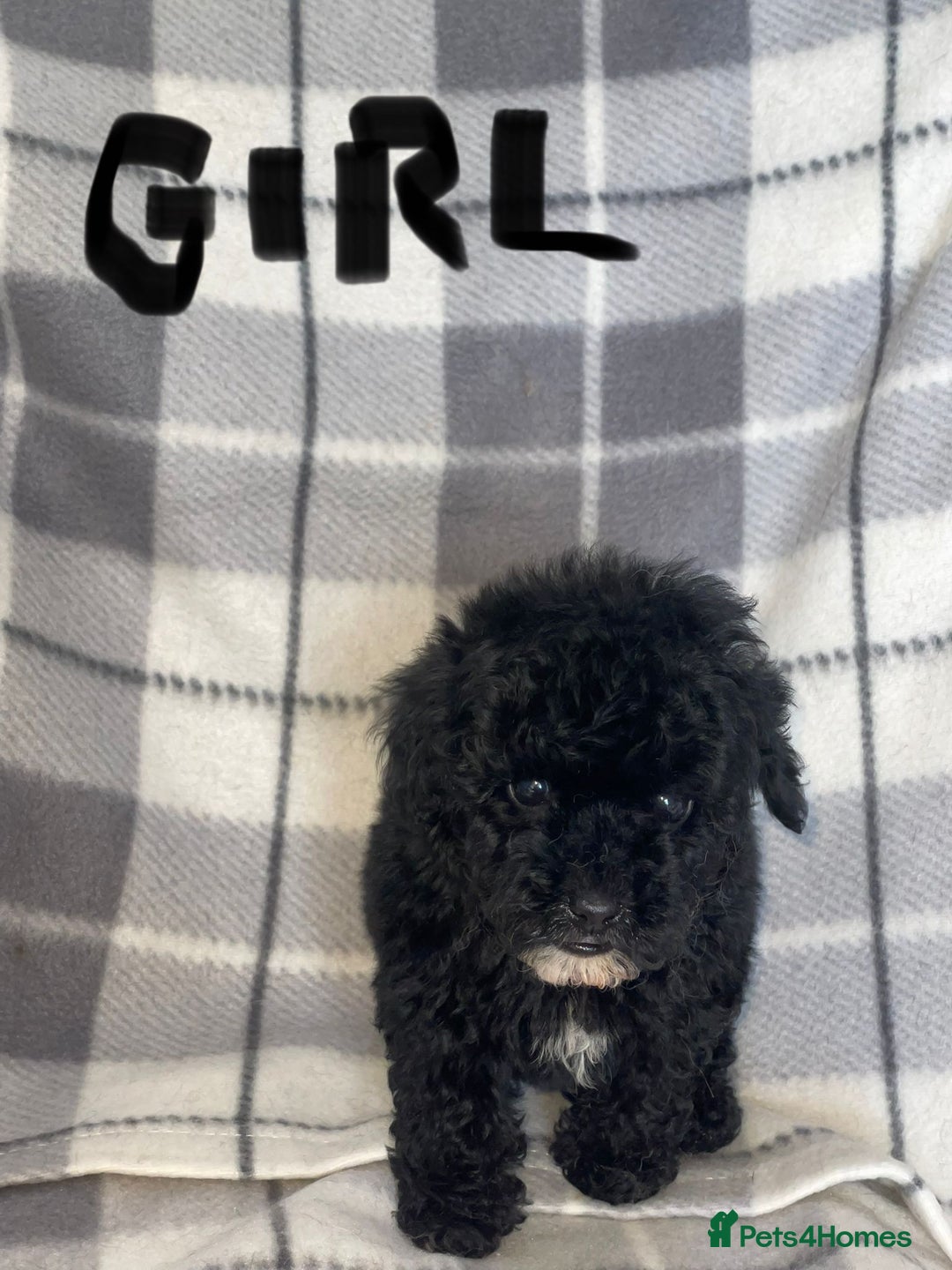 Toy Poodle dogs for sale: KC registered toy poodle puppies - Image 3