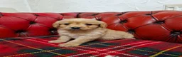 Labradoodle dogs for sale: Miniature Labradoodles   - Advert 5