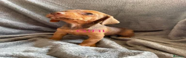 Jackshund 8