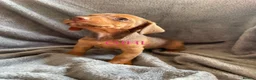 Jackshund dogs for sale: 8 beautiful miniature Jack Russell’s  - Advert 25
