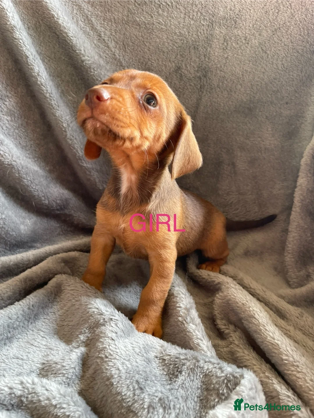 Jackshund dogs for sale: 8 beautiful miniature Jack Russell’s  - Advert 25