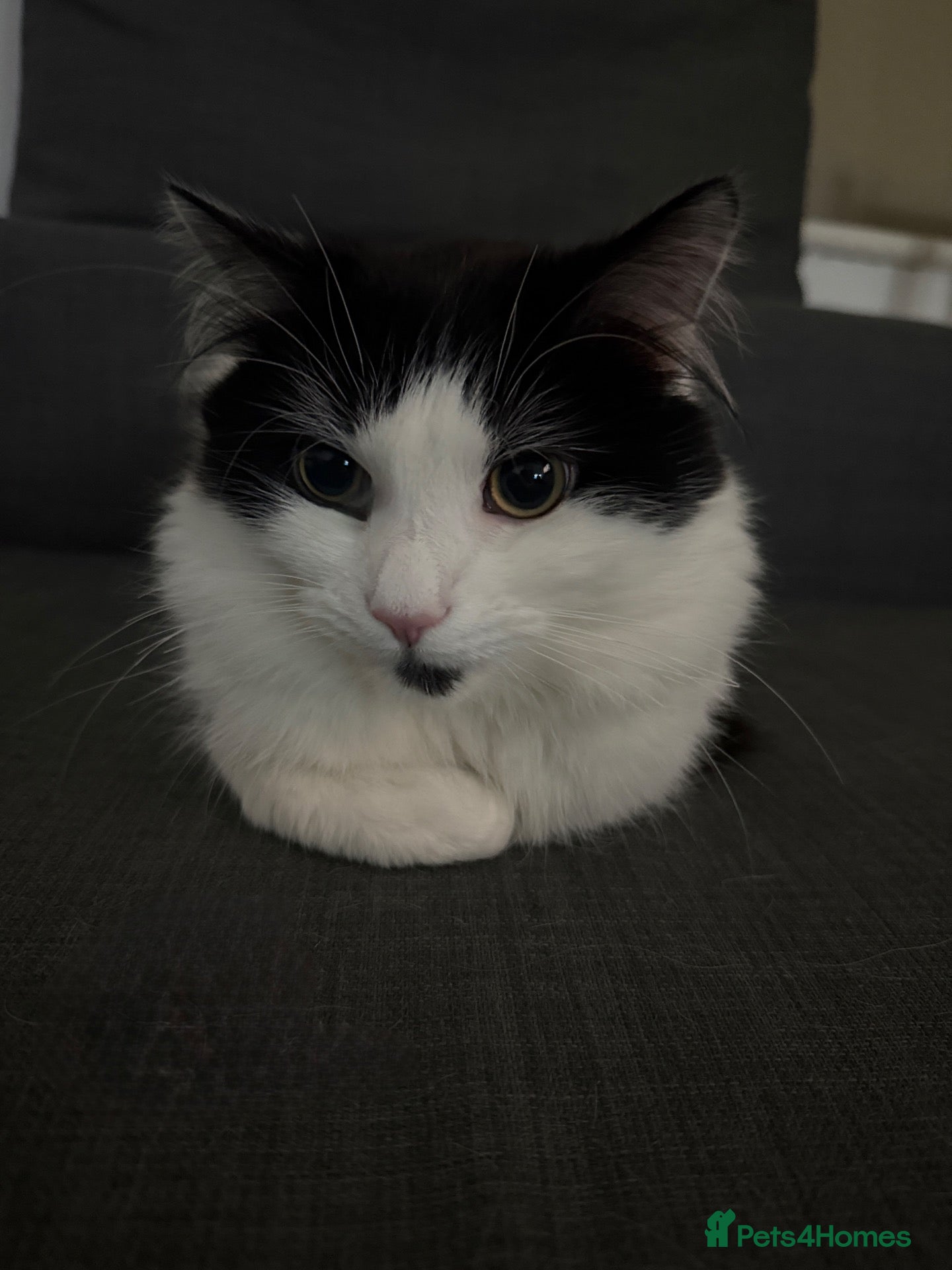 Mixed Breed cats Mixed Breed Cat For Sale - Advert 2