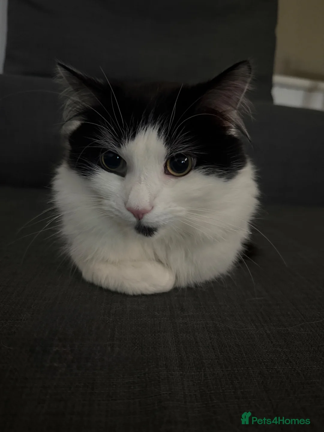 Mixed Breed cats for sale: Mixed Breed Cat For Sale - Advert 1