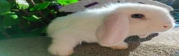 Mini Lop rabbits for sale: Mini lop - Advert 13