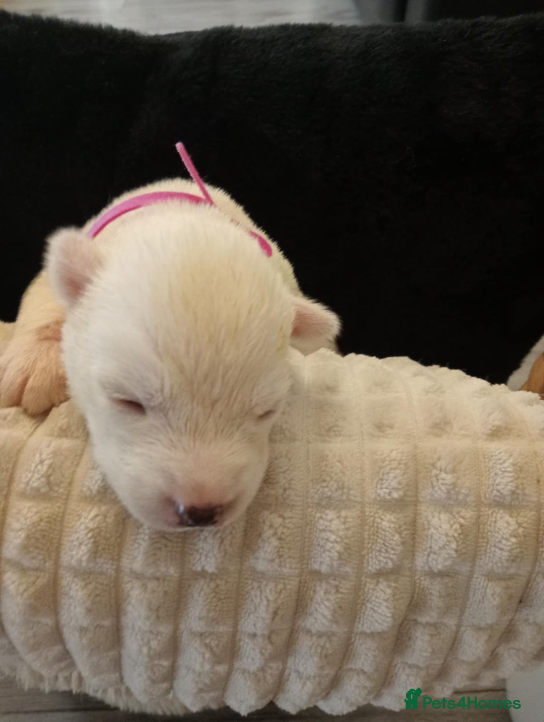 Siberian Husky dogs for sale: Siberian Husky puppies  - Image 10