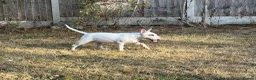 Bull Terrier dogs for sale: Healthy, happy, friendly trained 5-mo BT puppy boy - Advert 7