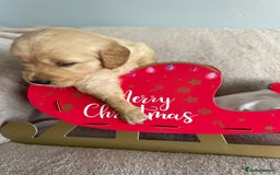 Golden Retriever dogs for sale: Rare & wonderful petite golden retrievers - Image 22