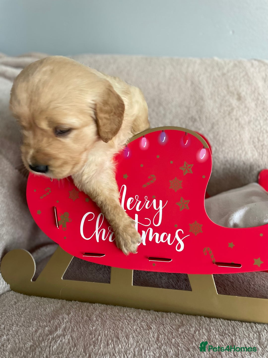 Golden Retriever dogs for sale: Rare & wonderful petite golden retrievers - Image 22