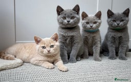 British Shorthair cats for sale: GCCF registered British shorthair kittens - Image 1