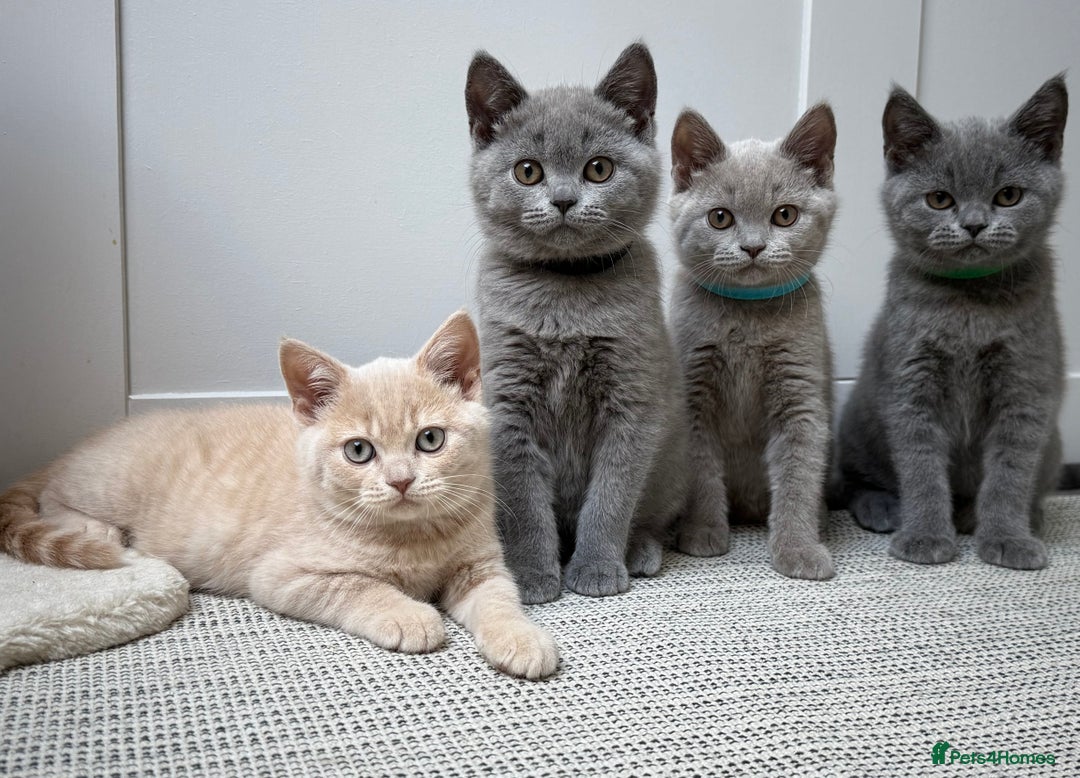British Shorthair cats for sale: GCCF registered British shorthair kittens - Image 1