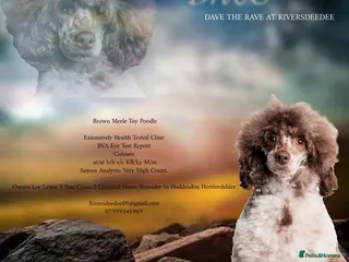 Toy Poodle dogs EXTENSIVELY DNA CLEAR BROWN MERLE POODLE STUD in Hoddesdon - Advert 6