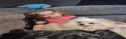 Pomeranian dogs for sale: Female Pomeranian  in Solihull - Advert 7