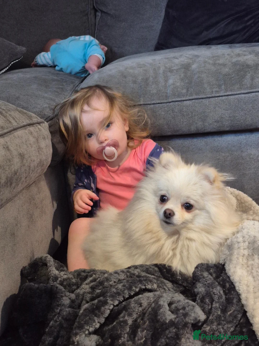 Pomeranian dogs for sale: Female Pomeranian  in Solihull - Advert 7