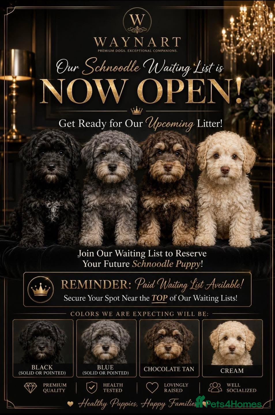 Schnoodle dogs 💫 WAITING LIST OPEN DNA CLEAR SCHNOODLES 💫  - Advert 2