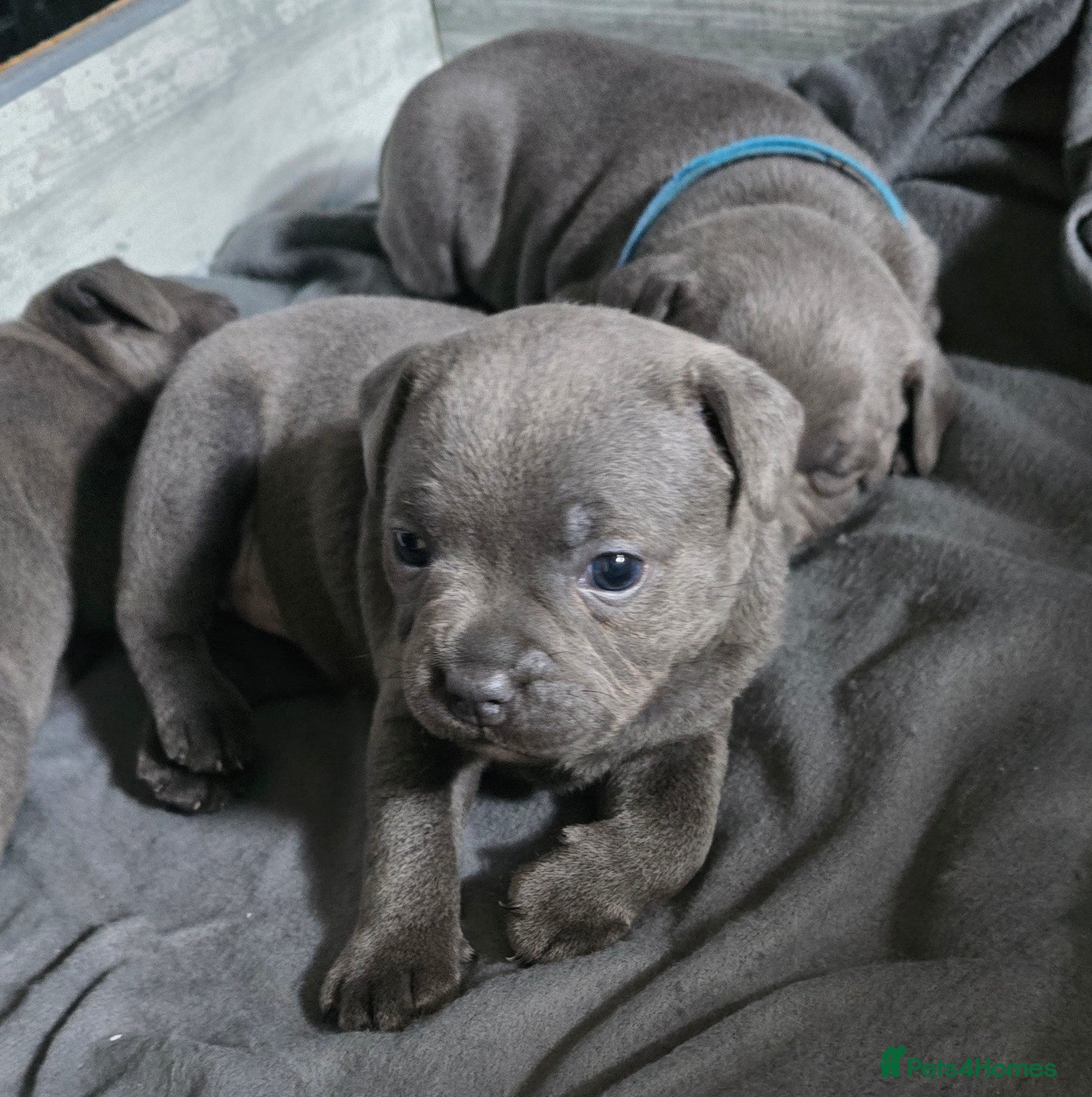 Staffordshire Bull Terrier dogs Stunning KC reg SBT BLUE PUPS - Advert 2