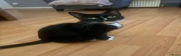 Mixed Breed cats for sale: 3 kittens, 1 male, 2 female - Advert 1