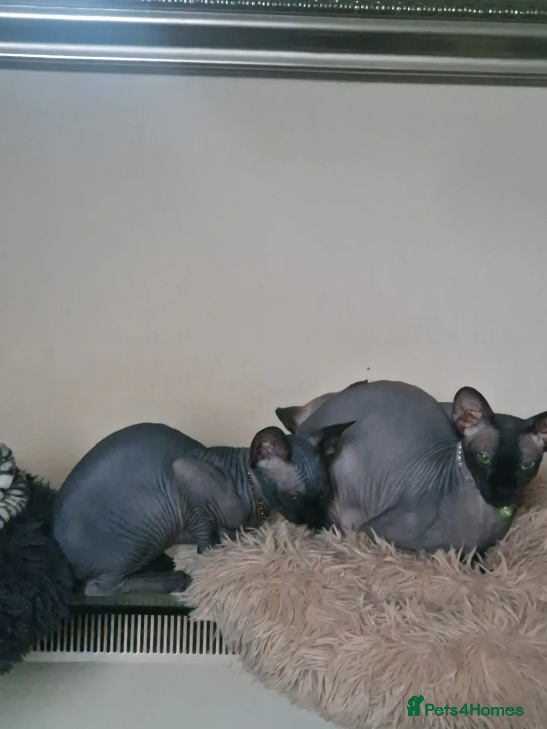 Sphynx cats for sale: Canadian Sphynx kittens - Advert 14