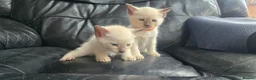 Siamese cats for sale: *female avaliable!* 5 Stunning Siamese Kittens - Advert 2