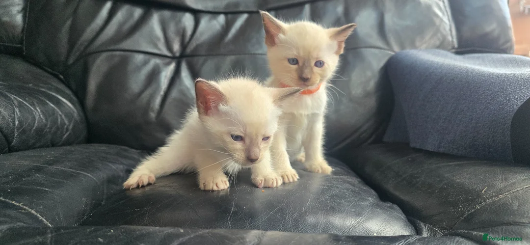 Siamese cats for sale: *female avaliable!* 5 Stunning Siamese Kittens - Advert 2