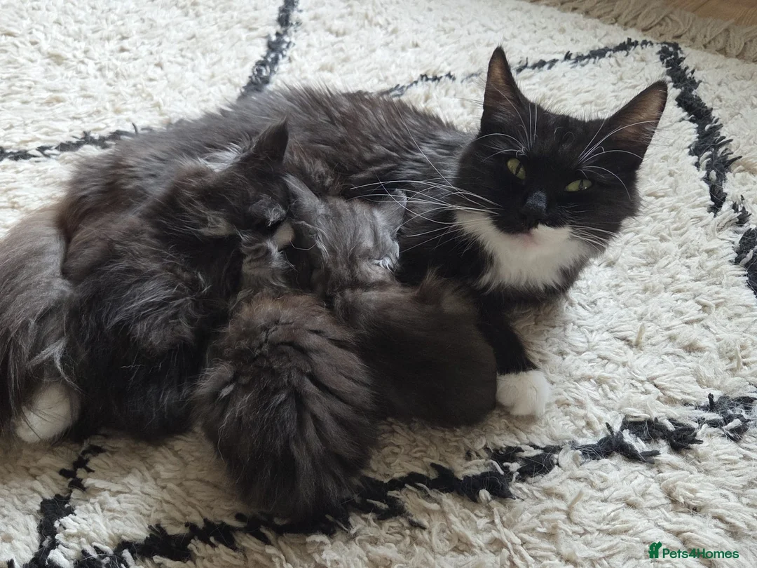 Mixed Breed cats for sale: Long haired kittens for sale in Perth - Advert 1