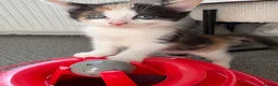 Mixed Breed cats for sale: Female Calico Kitten - Advert 8