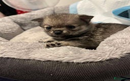 Pomchi dogs for sale: 3 pomchis looking for there forever homes 🐶 - Image 8