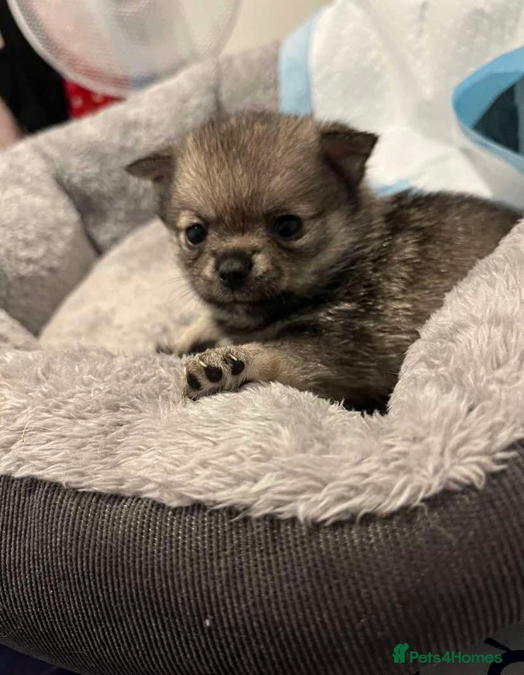 Pomchi dogs for sale: 3 pomchis looking for there forever homes 🐶 - Image 8