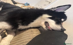 Mixed Breed dogs for sale: Meet Sparks - Image 16