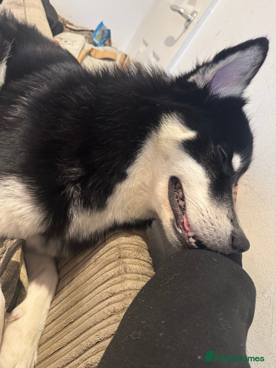 Mixed Breed dogs for sale: Meet Sparks - Image 16