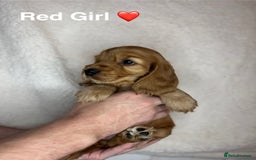 Cocker Spaniel dogs for sale: Beautiful show and working cockers - Image 19