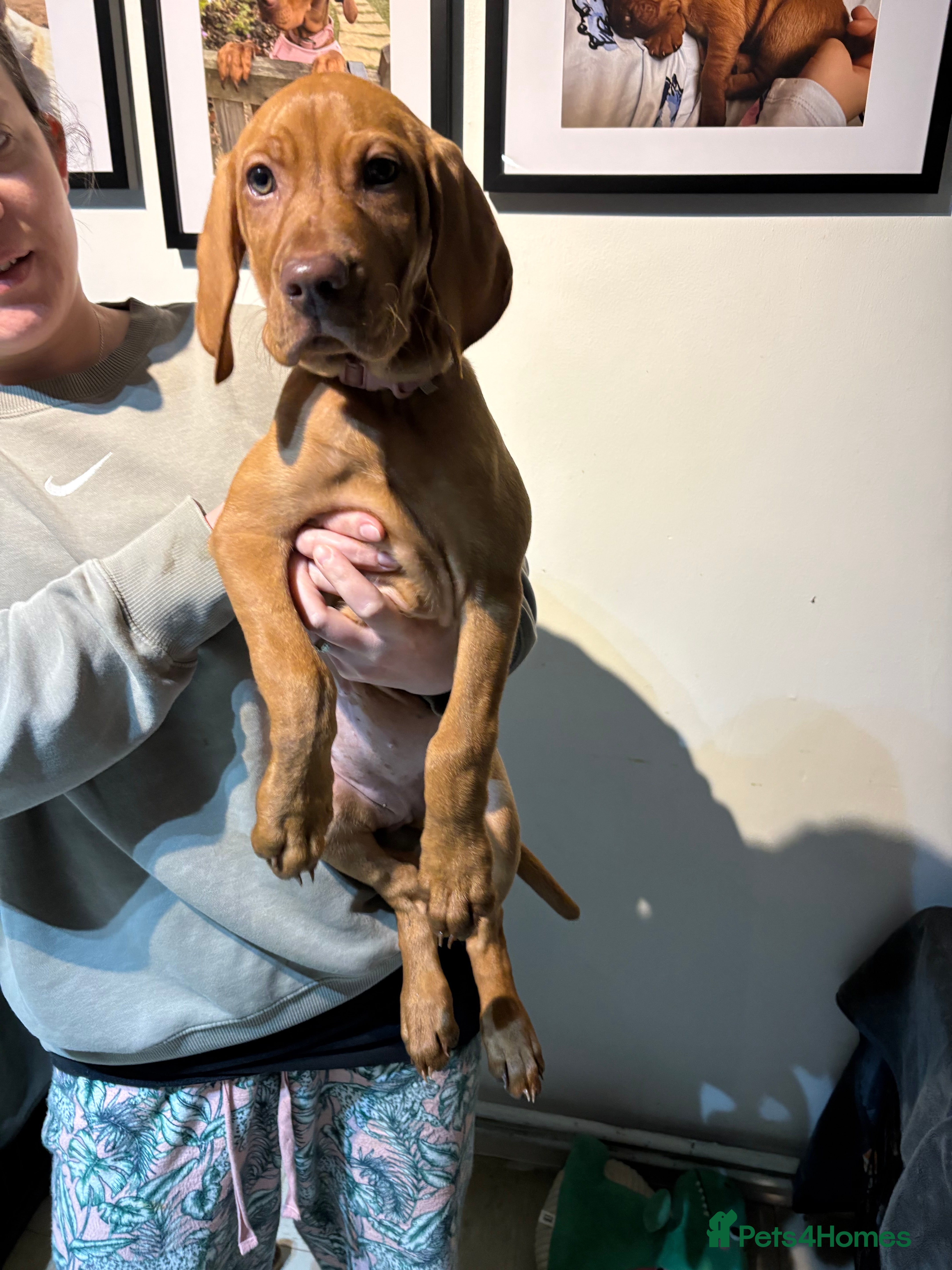 Hungarian Vizsla dogs 10 week old adorable Hungarian Vizsla Girl - Advert 3